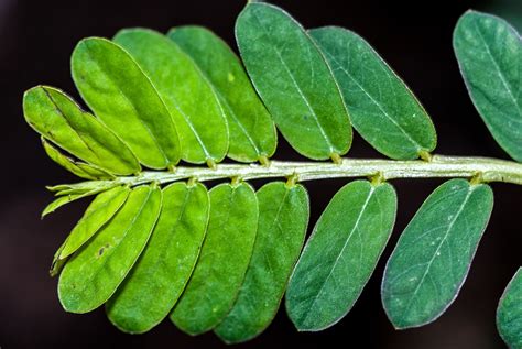 Chanca piedra (Phyllanthus niruri) .